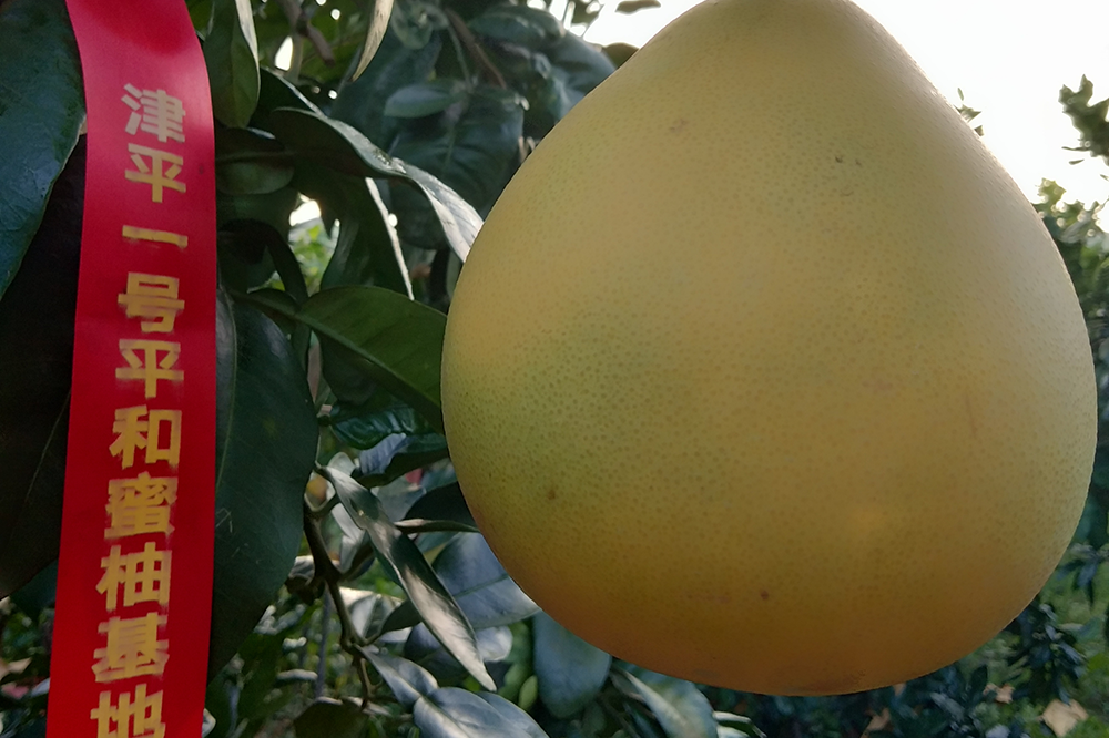 認養(yǎng)一棵柚子樹：助農(nóng)更樂農(nóng)